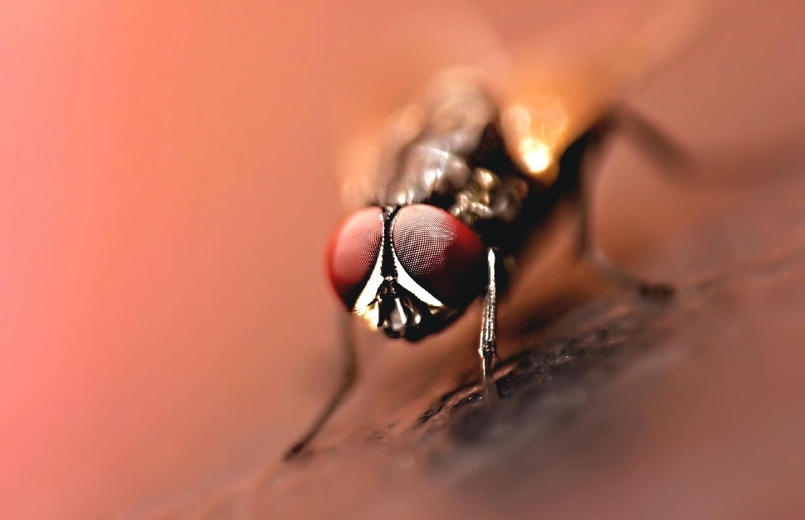 La mouche charbonneuse, un fleau a ne pas prendre a la legere